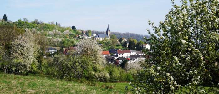 1 Frühlingsblüte am Sauberg