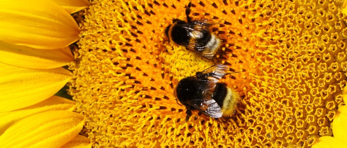 2 Hummeln bei der Arbeit