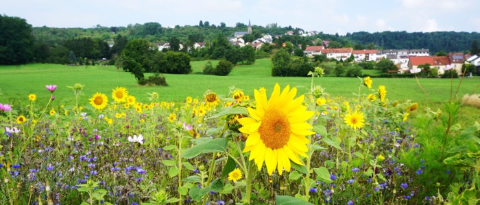 3 Bienenwiese in der Großwies
