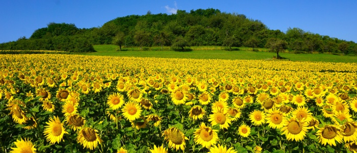 4 Sonnenblumenfeld vor dem ehemaligen Kalksteinbruch