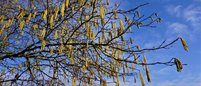 4 Frühlingsboten (2)