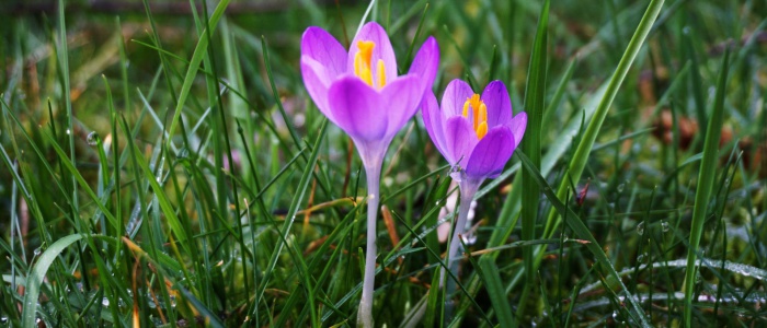 5 Frühlingsboten (2)