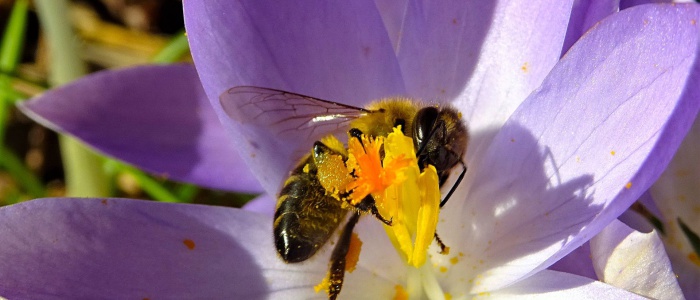 6 Frühlingsboten (2)