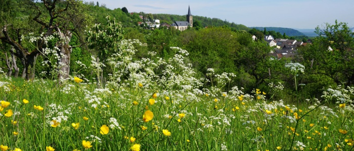 2 Frühlingswiese am Sauberg