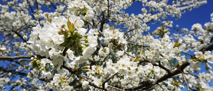 2 Kirschblüten am Sauberg