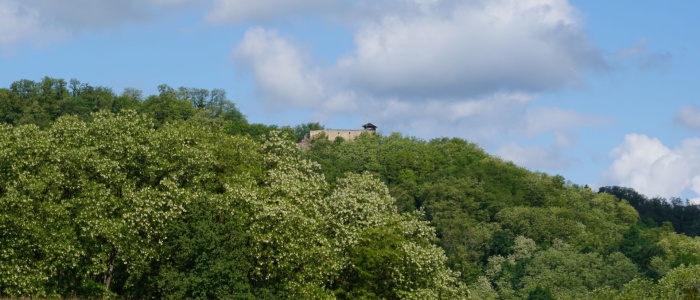 3 Akazienblüte am Schlossberg
