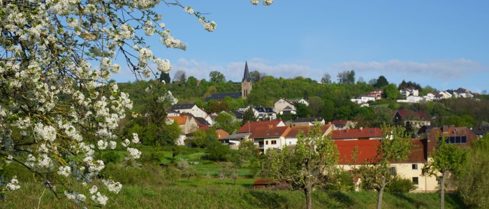 3 Kirschblüten in der Grosswies