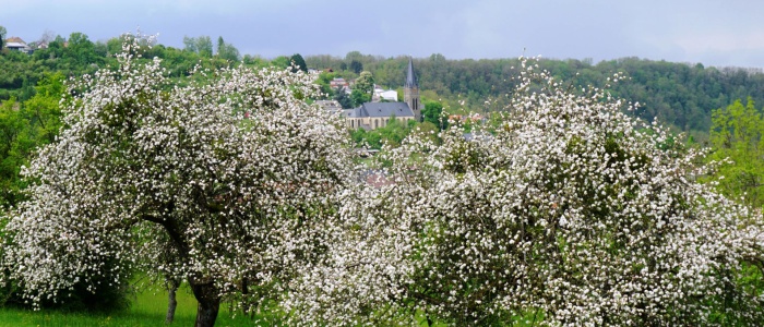 4 Apfelbaumblüte