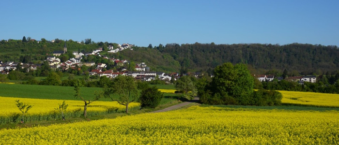4 Rapsblüte am Staier Weg
